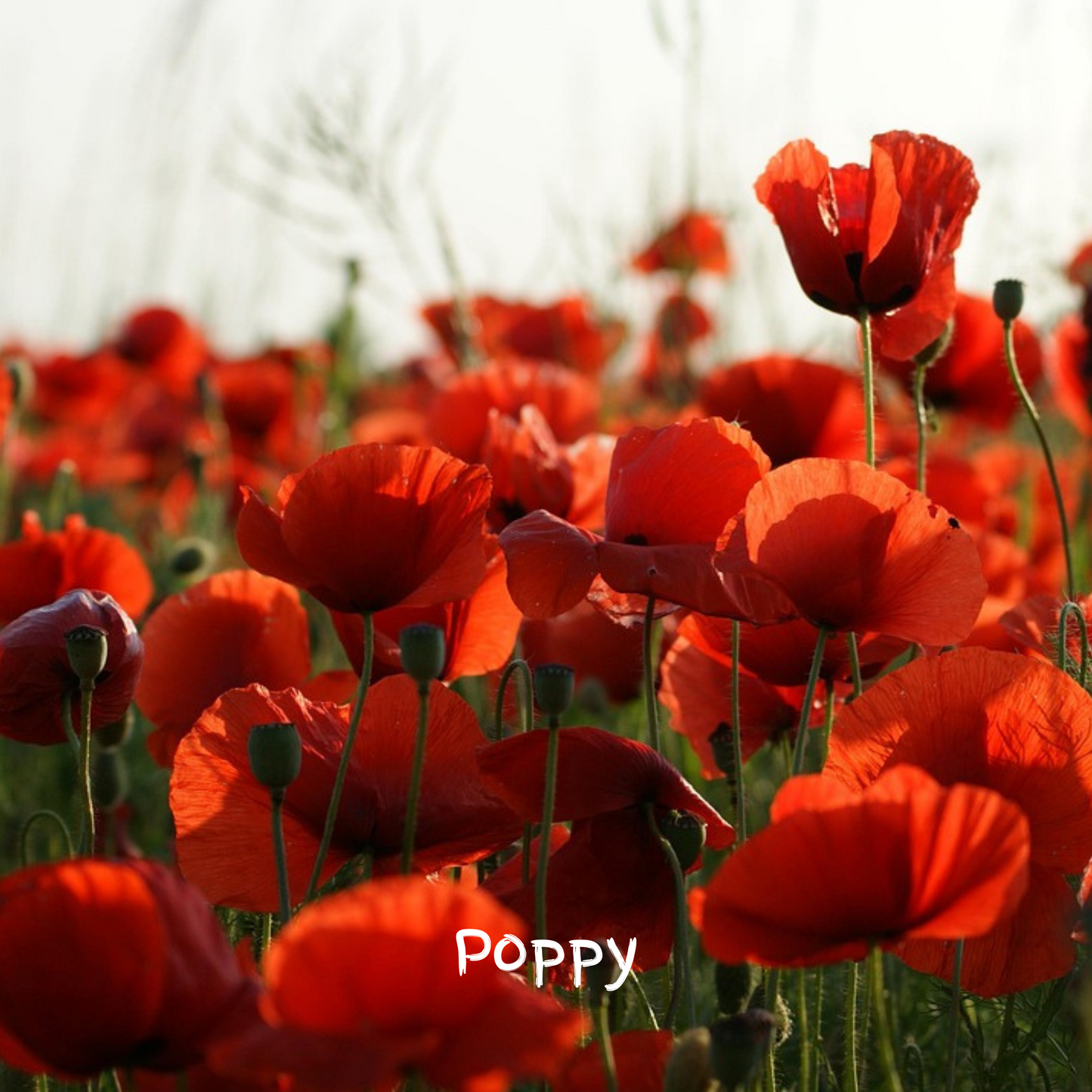 Pollinator Mix Seedballs