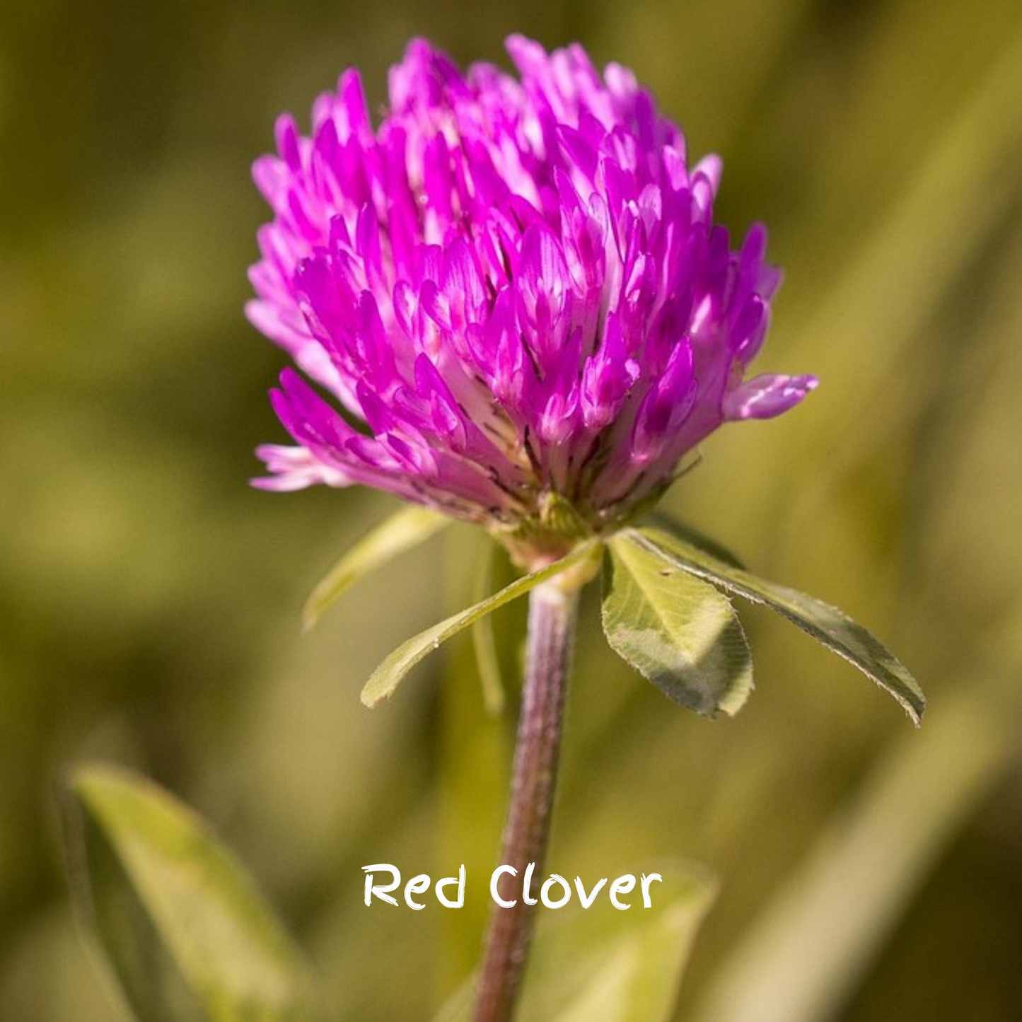 Pollinator Mix Seedballs
