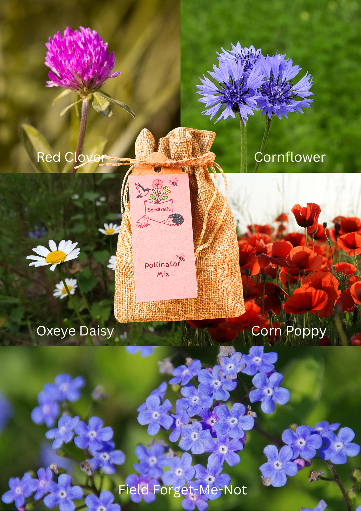 Autumn Seedball Collection