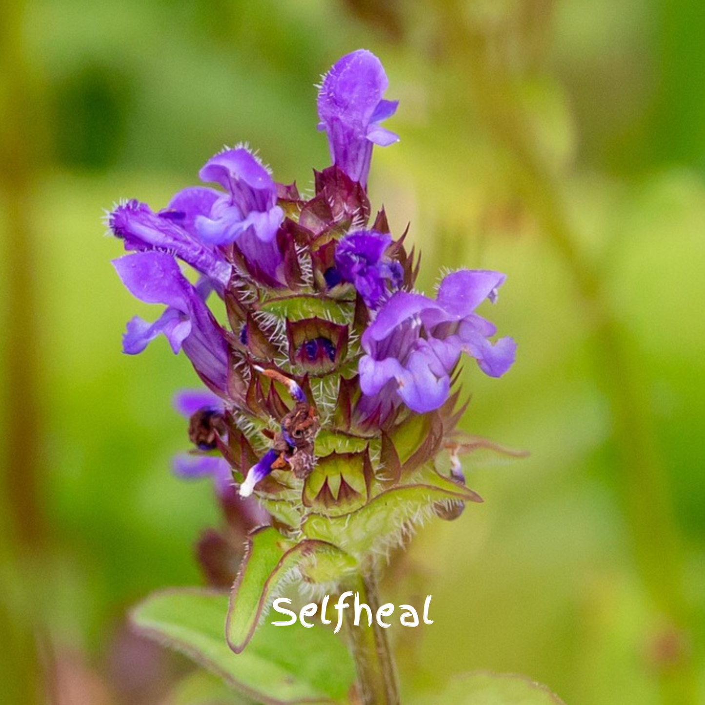 Twilight Mix Seedballs