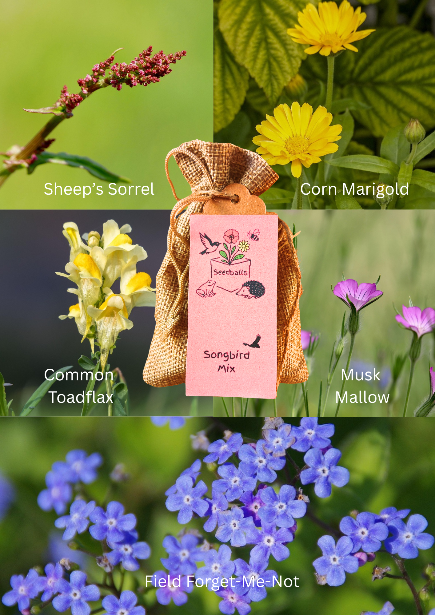 Autumn Seedball Collection