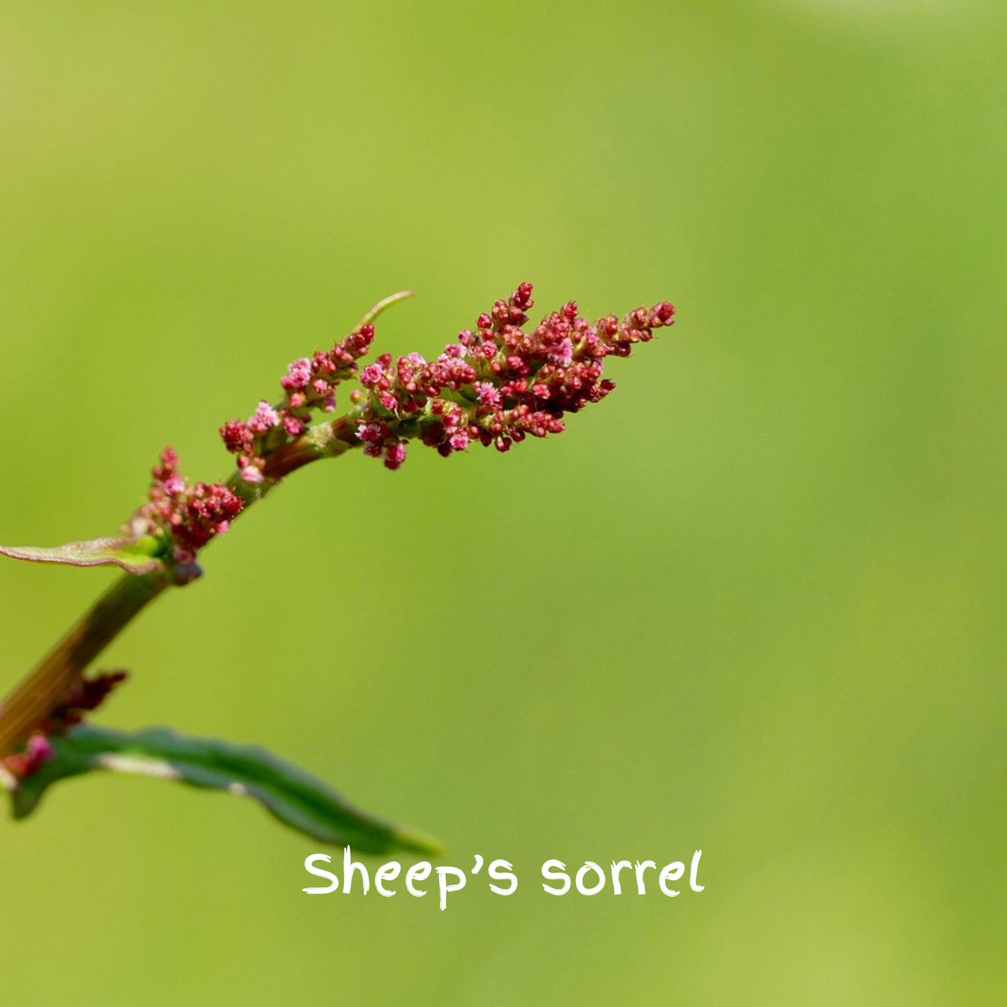 Songbird Mix Seedballs