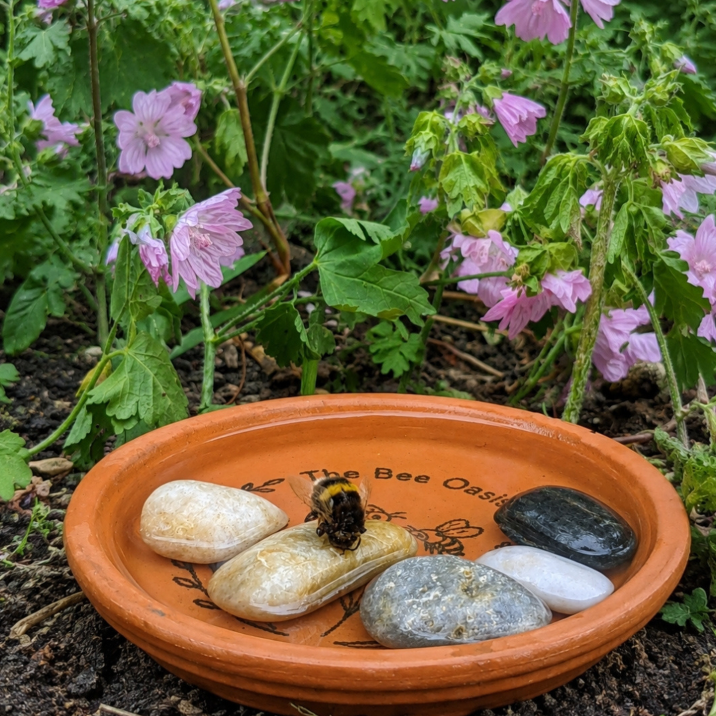 The Bee and Blooms Box
