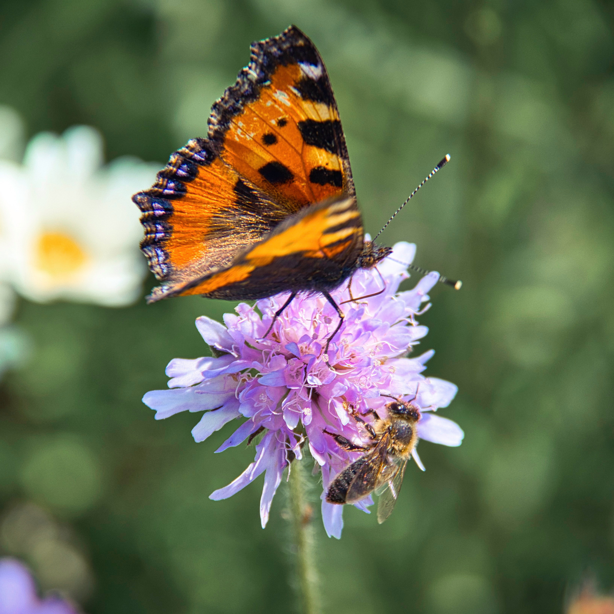 The Butterfly and Blooms Box