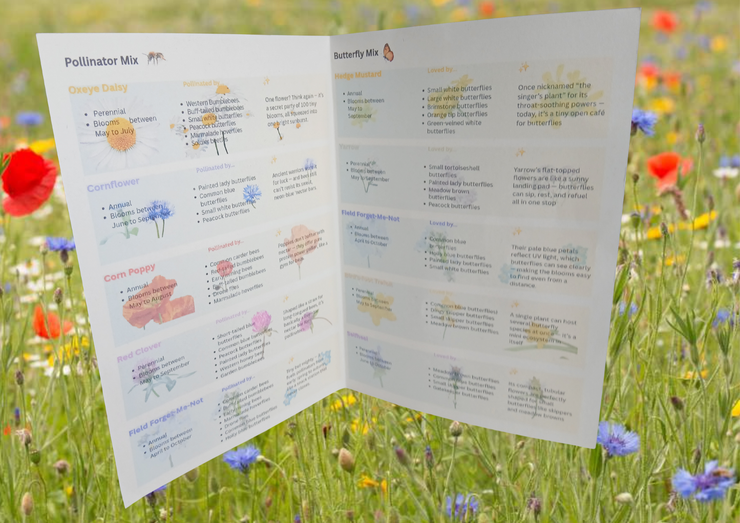 Autumn Seedball Collection