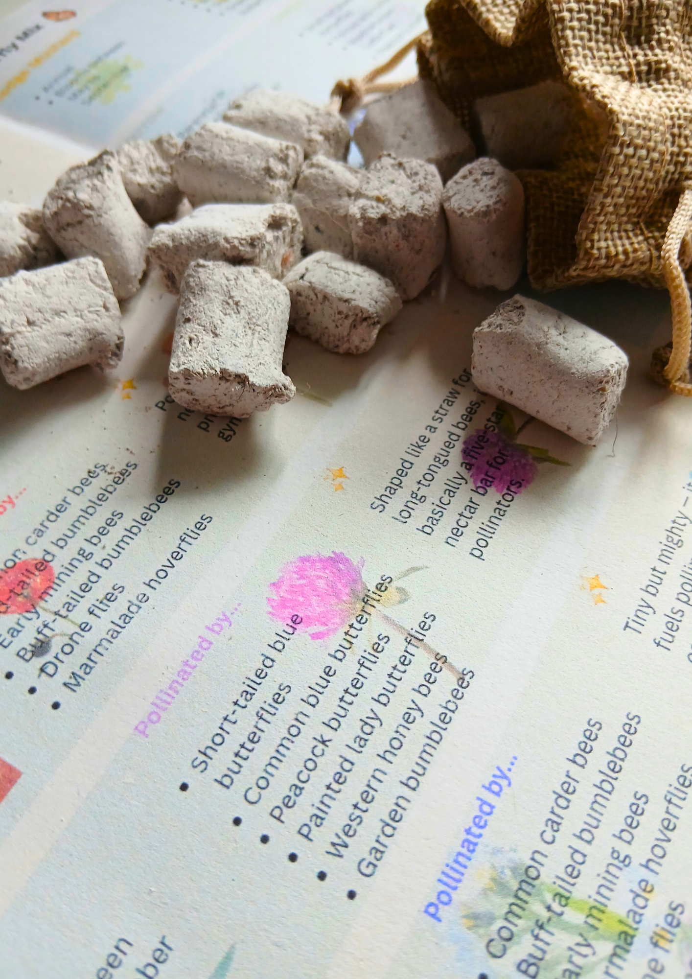 Autumn Seedball Collection