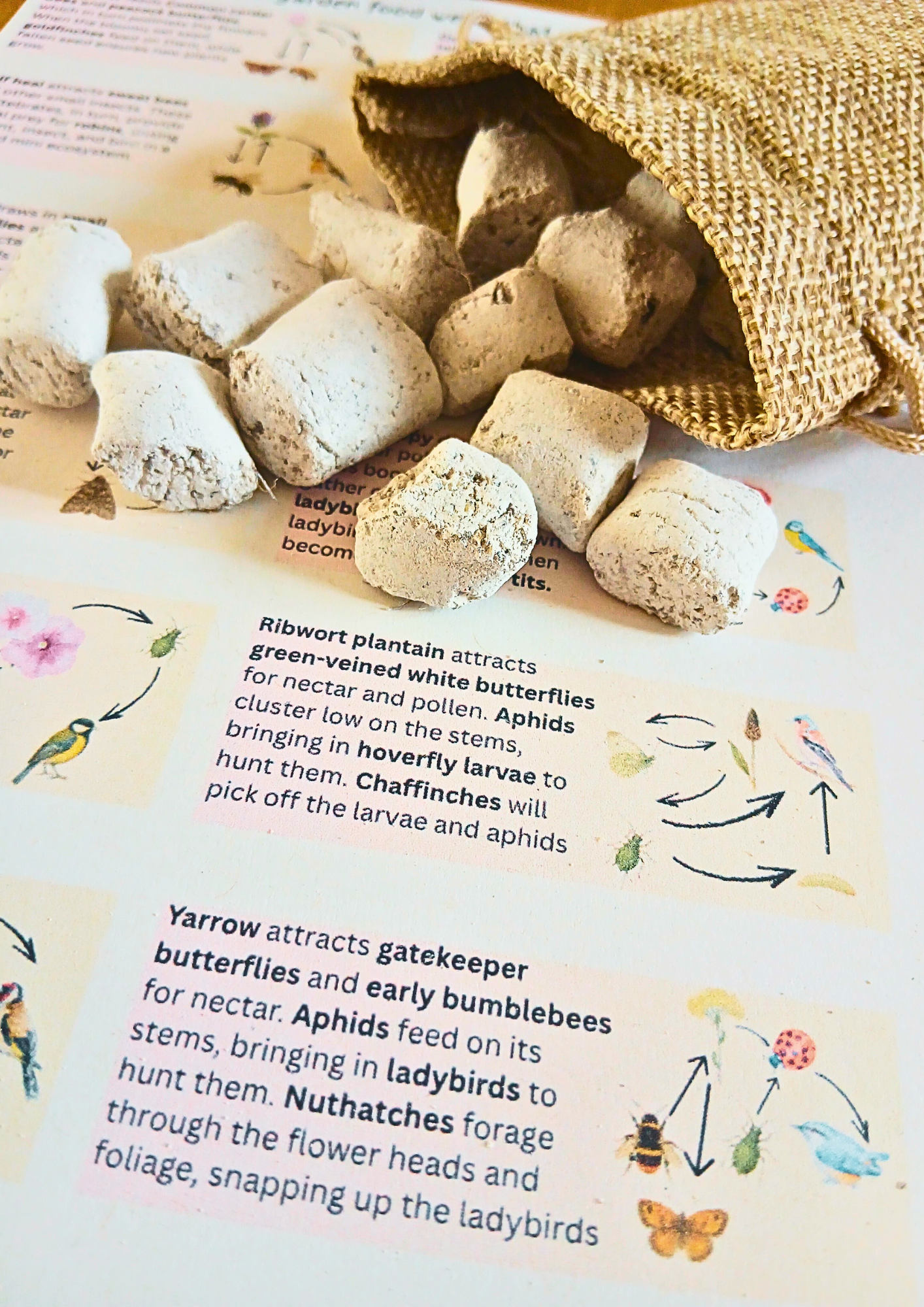 The Wild Welcome Box