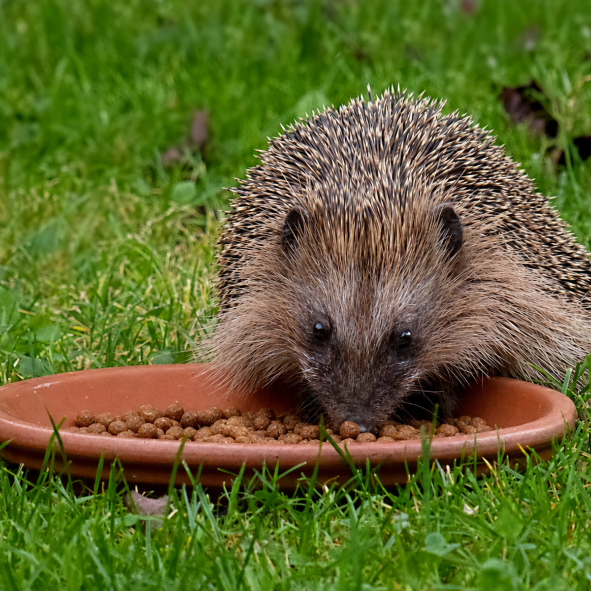 The Hedgehog and Blooms Box