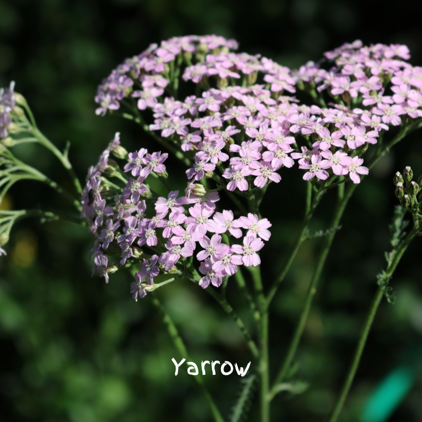 Twilight Mix Seedballs