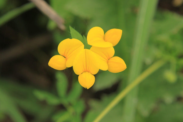 Name: Bird’s-foot trefoil (Lotus corniculatus)Type: PerennialBlooms: Late spring to late summer (May–August)Fascinating fact: Its seed pods spread out like a bird’s toes—hence the name—and the plant is a superstar for pollinators, providing nectar for bees and food for caterpillars of several blue butterfly species