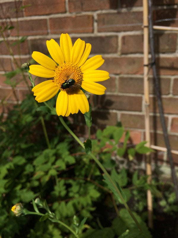 Name: Corn marigold (Glebionis segetum, formerly Chrysanthemum segetum)Type: AnnualBlooms: Late spring to early autumn (May–September)Fascinating fact: Its bright yellow flowers actually close at night and reopen in the morning, like tiny sun-following clocks—earning it the nickname “the farmer’s weather flower”