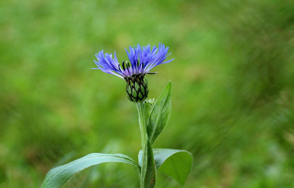 Name: Cornflower (Centaurea cyanus)Type: AnnualBlooms: Late spring to late summer (typically May–August in the UK)Fascinating fact: Once a common sight in UK cornfields, cornflower populations crashed with modern agriculture — but its nectar-rich flowers are now recognised as especially valuable for bees and its seedheads are eaten by finches later in the year, making it a classic “pollinator → bird” food-web plant.