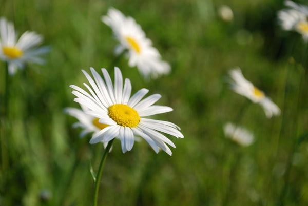 Name: Oxeye daisy (Leucanthemum vulgare)Type: PerennialBlooms: Late spring to summer (May–August)Fascinating fact: As the flowers fade, they produce protein-rich seeds eagerly eaten by finches and sparrows, and the tall stems are often used as song posts by meadow birds staking out territory