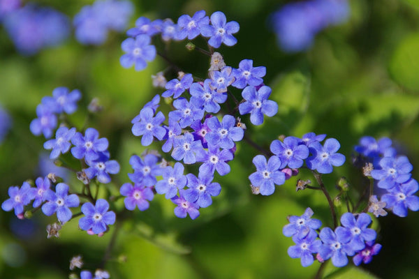 Name: Field forget-me-not (Myosotis arvensis)Type: AnnualBlooms: Spring to early summer (April–July)Fascinating fact: Though tiny, its seeds are eaten by small farmland birds, and the low, dense growth provides safe foraging cover for fledglings, helping young birds hide from predators while they learn to feed