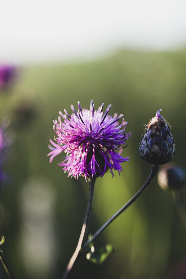 Name: Greater knapweed (Centaurea scabiosa)Type: PerennialBlooms: Early to late summer (June–September)Fascinating fact: When the flowers set seed, goldfinches and other seed-loving birds cling acrobatically to the stems, hanging upside down to pluck out the seeds—turning the plant into a natural bird feeder in late summer