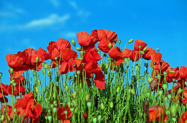 Poppy Reason Bird Blooms – The Wild Garden Box