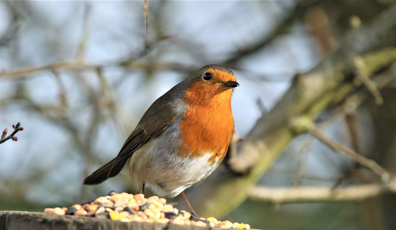 The Wild Winter Bird Box - turn your garden into a haven for birds!